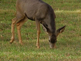 Cerf_mulet_4.jpg