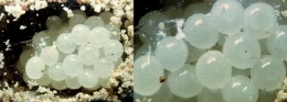 Helix_aspersa_oeufs.jpg