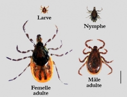 2_I_scapularis_Dolan1-1.jpg