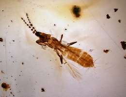 5-Thrips-1.jpg