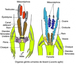 reptiles,sauriens,lacertidés,lézard ocellé