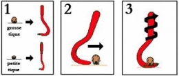 tire-tic-1.jpg