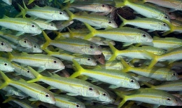 Upeneus_martinicus3-1.jpg