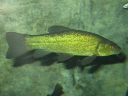 tanche01-1.jpg