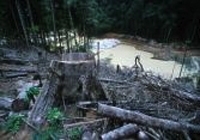 environnement,pollution,guyane,orpaillage