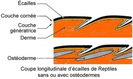 reptiles,sauriens,lacertidés,lézard ocellé