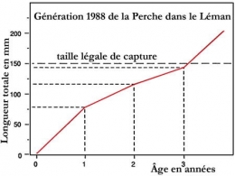 lacs_Léman_perche_17-1.jpg