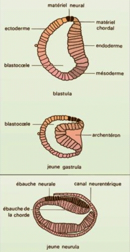 Amphioxus-embryon.jpg