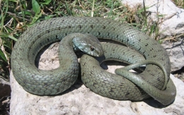 Couleuvre-à-collier,-Natrix-natrix-astreptophora_01--450_©-Daniel-Phillips.jpg