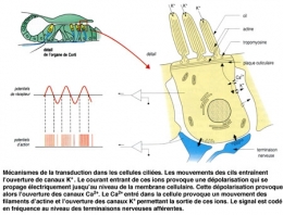 Figure12-Transduction-dans-les-cellules-ciliées-450.jpg