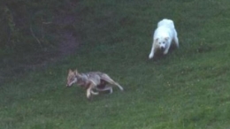 loup,attaques,prédateurs,patou,montagne des pyrénées,chien des pyrénées