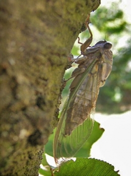 insectes,homoptères,cigale,cicadidés,cicadidae