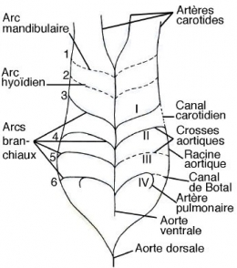 Salamandre_AC8-1.jpg