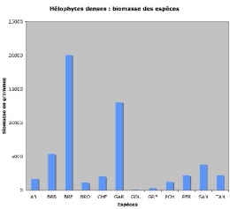 Hélophytes-poids_d+m1.jpg