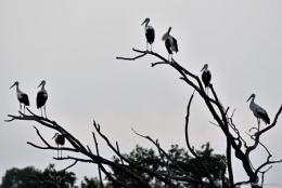 dominique delfino,photographe naturaliste et animalier,cigognes,vallée de la bourbeuse,territoire de belfort