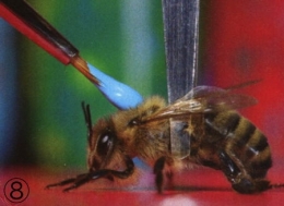 abeilles,pathologie des abeilles,nosema,gaucho