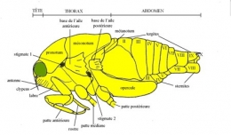 insectes,homoptères,cigale,cicadidés,cicadidae