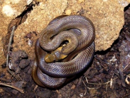 Couleuvre-Esculape-450.jpg