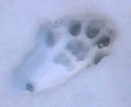 lynx,jura,franche-comté,raydelet,biodiversité,prédateurs,loup-cervier,felis lynx