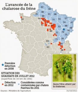france_frene_maladie-450.jpg