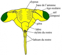 insectes,homoptères,cigale,cicadidés,cicadidae