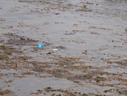 Thise-effluents_071.jpg