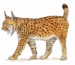 lynx pardelle ibérique.jpg