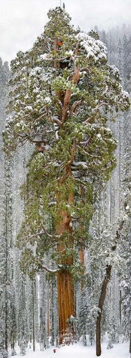 Séquoia-le-Président_06-450.jpg
