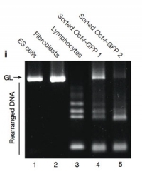 obokata-i1-electrophoresis-300.jpg