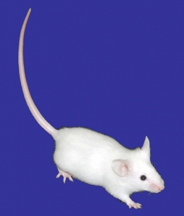 mus-musculus-blog.jpg
