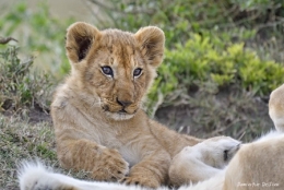 Lionceau-450.jpg