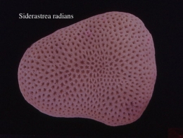 044Siderastrea radians2-1.jpg