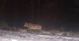 loup,vosges,lorraine,haute-saône,jura,prédateurs,retour du loup,massif jurassien