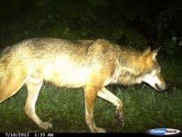 loup-de-Foncine-450.jpg