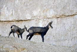 Chamois-450.jpg