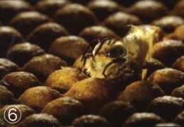 abeilles,pathologie des abeilles,nosema,gaucho