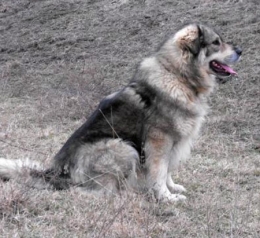 loup,attaques,prédateurs,patou,montagne des pyrénées,chien des pyrénées