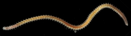 adaptation,eaux douces,organismes dulcicoles,organismes dulçaquicoles,ecrétion,problème osmotique,ionorégulation