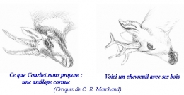 têtes-antilope-chevreuil-450.jpg