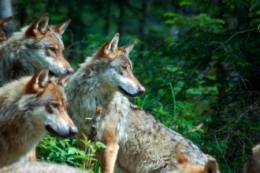 loup,jura,prédateurs