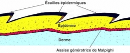 iguane02-peau-1.jpg