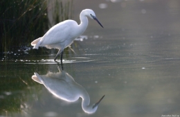 Aigrette-Delfino-450.jpg