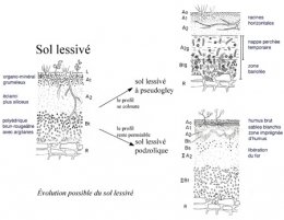 chailluz_pédologie_fig3-450.jpg