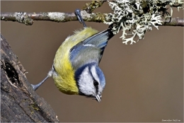 Mésange-bleue-acrobate-500.jpg