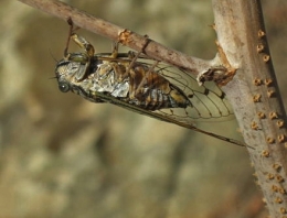 insectes,homoptères,cigale,cicadidés,cicadidae