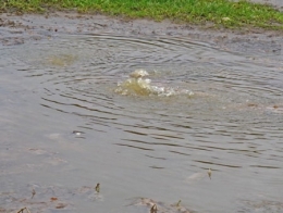 Thise-effluents_041.jpg