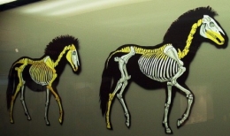 chevaux reconstitués1.jpg