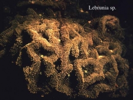 085Lebrunia sp.2-1.jpg