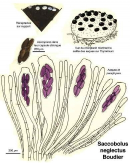 Champignons_coprophiles_030-11.jpg