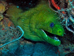 gymnothorax_funebris2-1.jpg